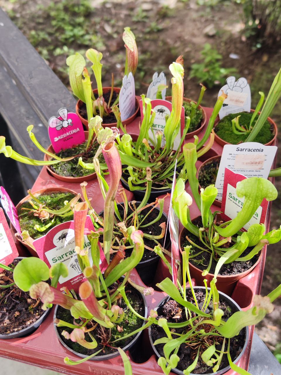 Саррацения микс уцен. (Sarracenia mix) D9см