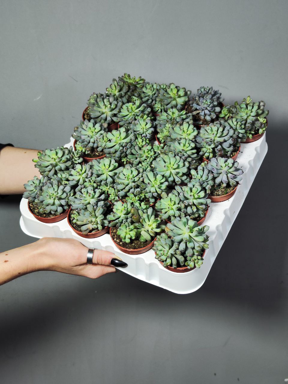 Граптопеталум Пахифиллум Блюбин (Graptopetalum Pachyphyllum Blue Bean) D5см