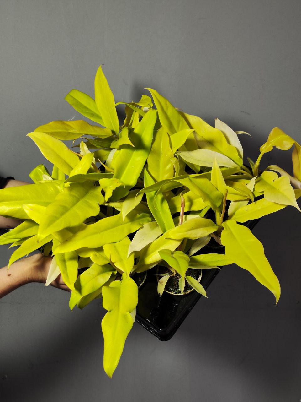 Филодендрон Голден Сворд (Philodendron Golden Sword) D6см