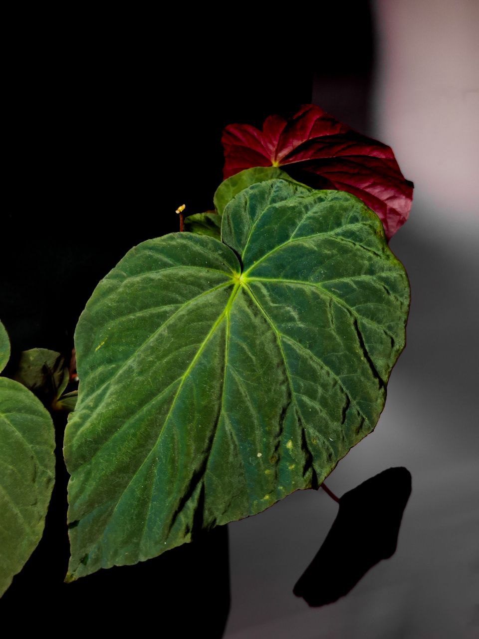 Бегония Павлинья (Begonia Pavonina) D8см
