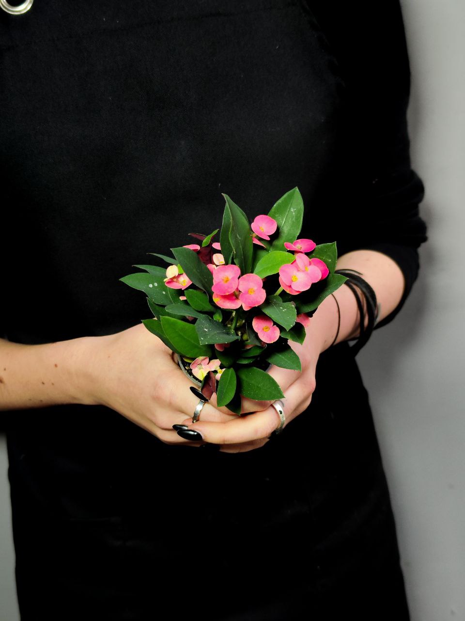 Эуфорбия Миля Розовая (Euphorbia Milii Athene) D6см