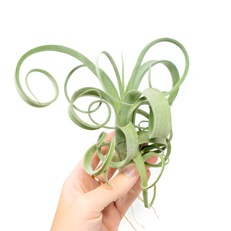 Тилландсия Курли Слим (Tillandsia Сurly Slim)