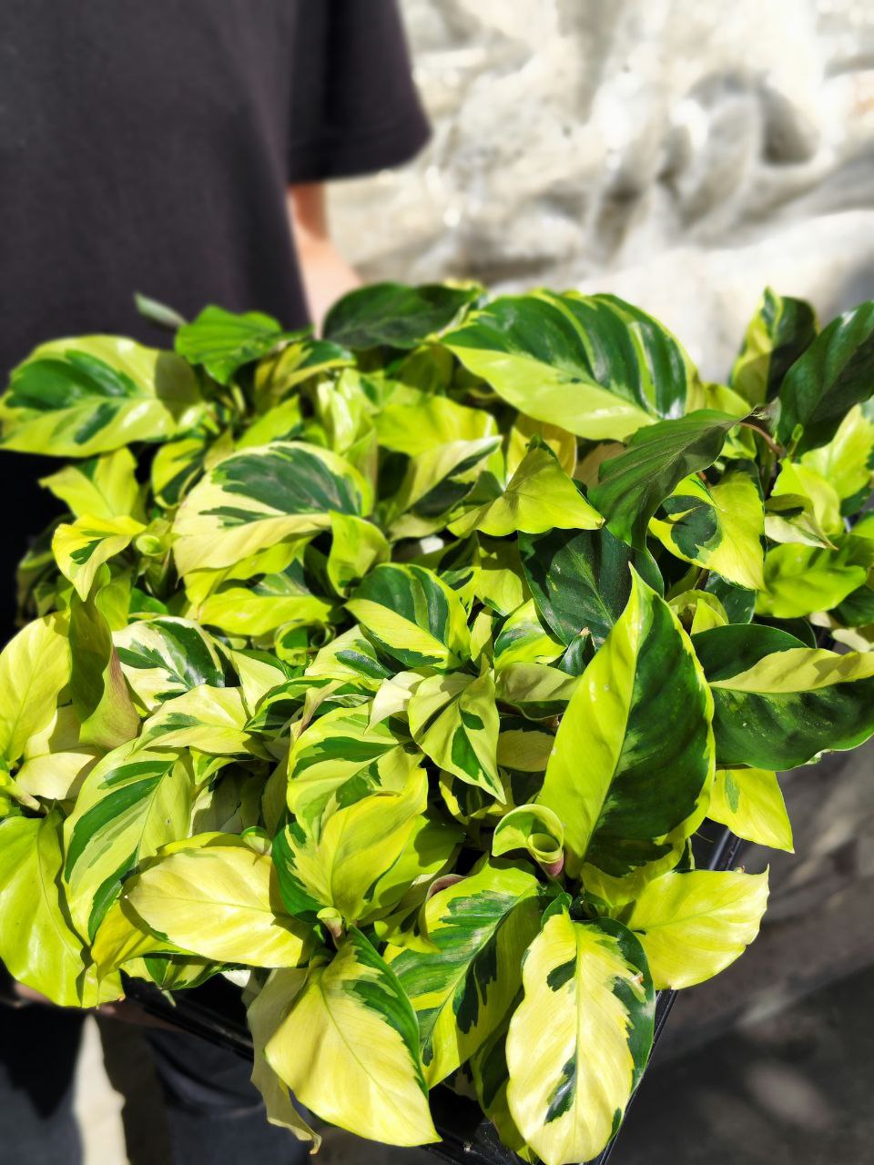 Калатея Йеллоу Фьюжин (Calathea Yellow Fusion) D6см