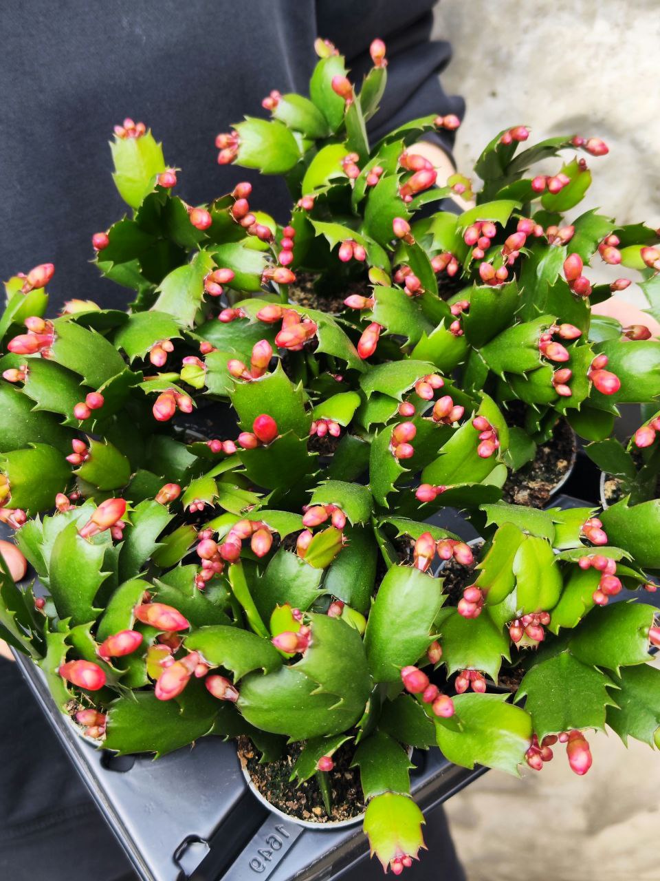 Декабрист Красный, или Шлюмбергера (Schlumbergera Tendenza Red) D6см