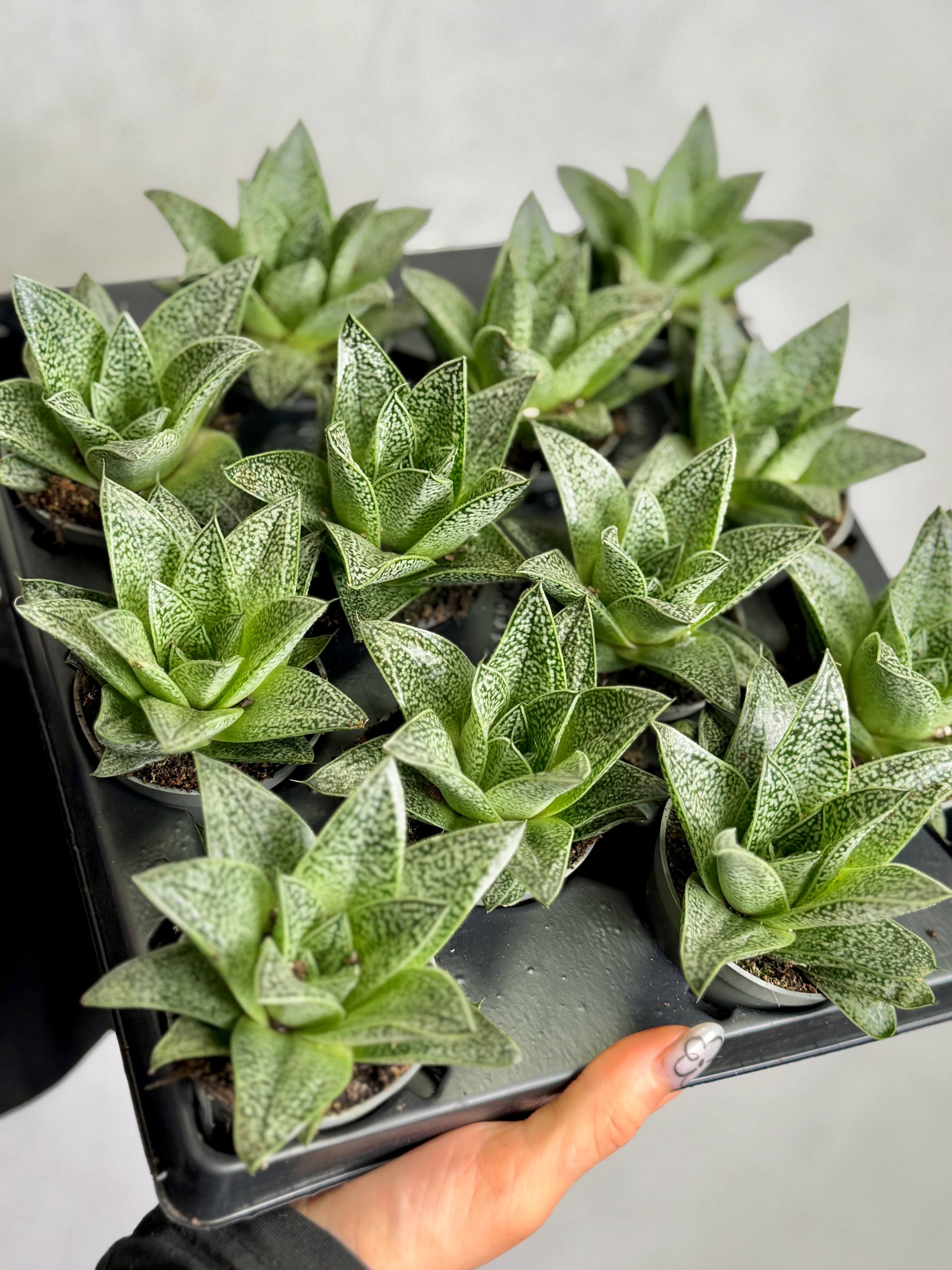 Гастерия Ди Нелла (Gasteria D.Nella) D5см