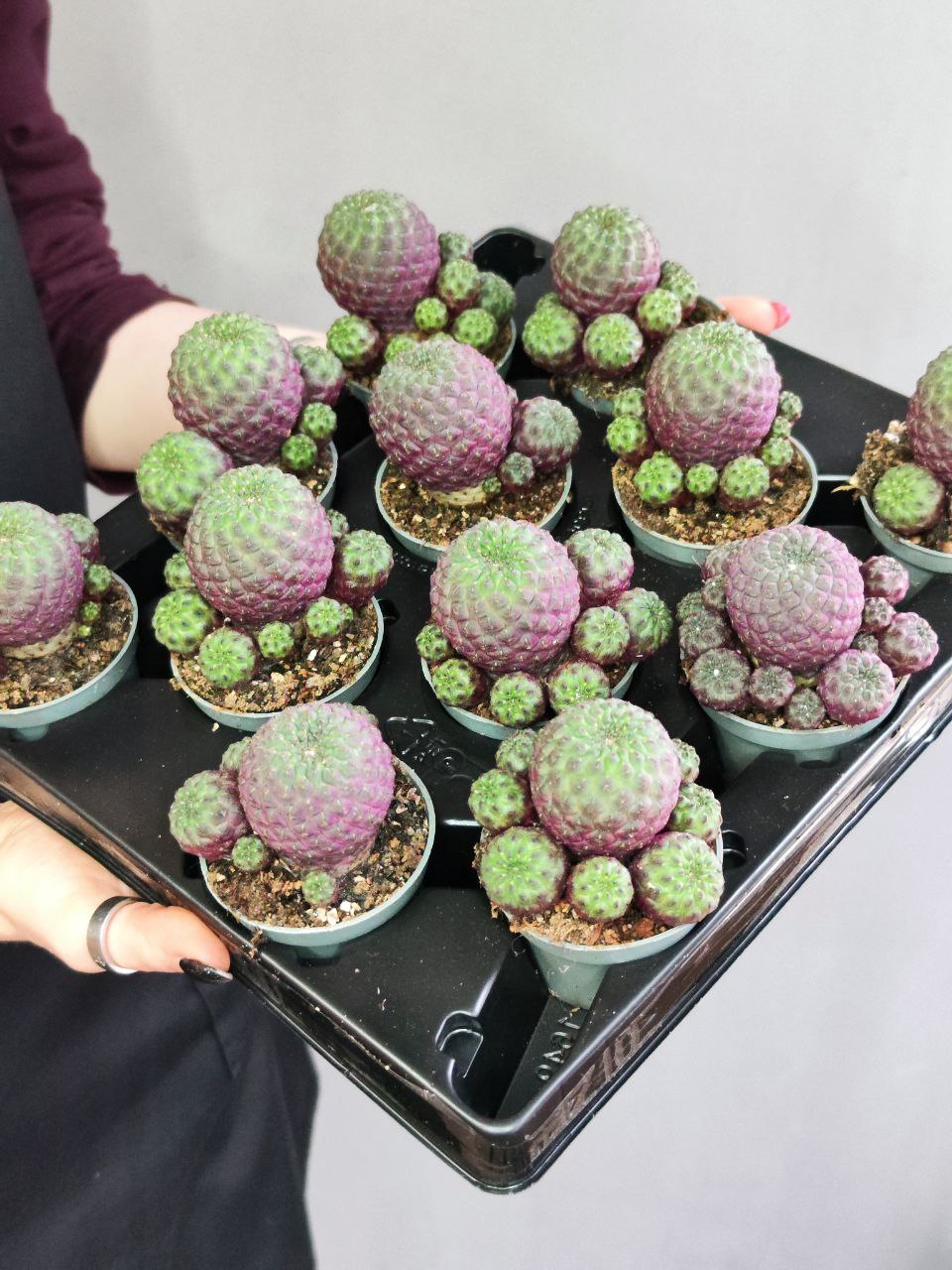 Сулькоребуция Рауша Фиолетовая (Sulcorebutia Rauschii Violet) D5см