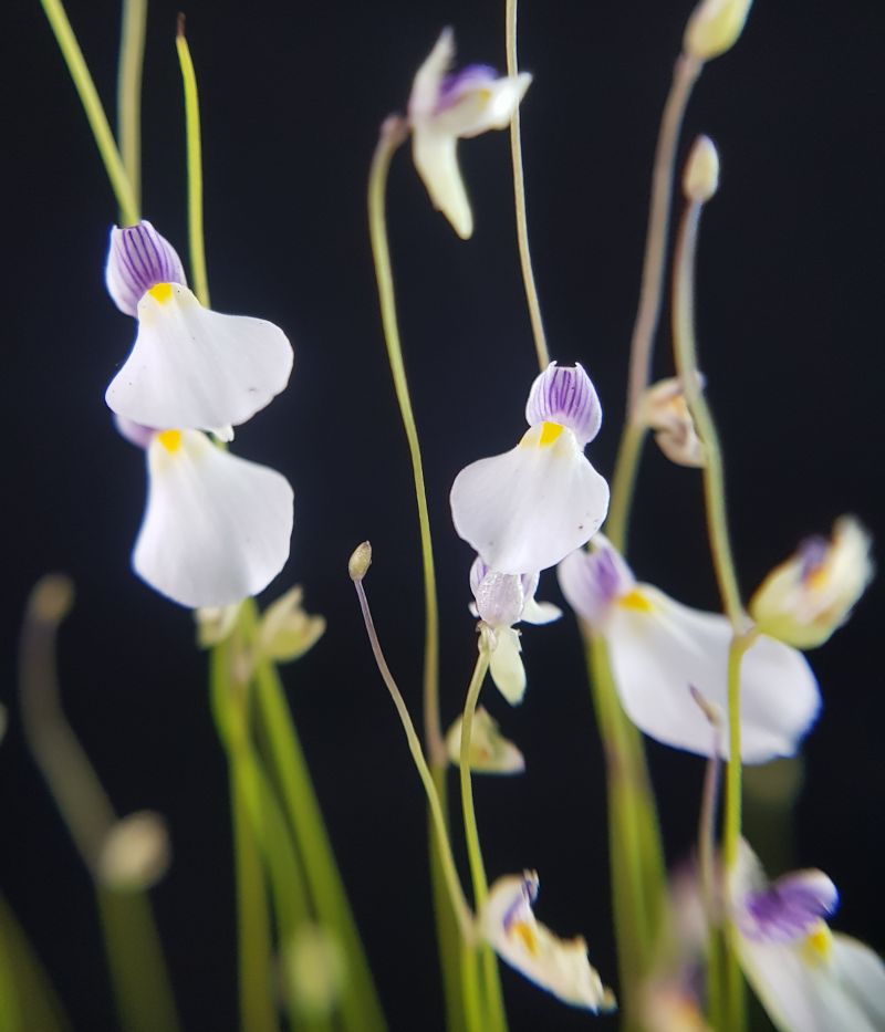 Пузырчатка Бланшетии (Utricularia blanchetii) D9см