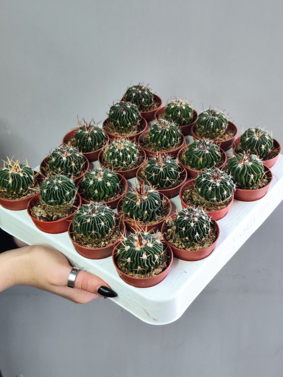 Эхинофоссулокактус Мультикостатус (Echinofossulocactus Multicostatus) D5см
