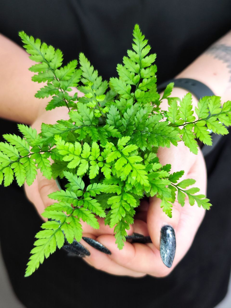 Полистихум Цусимский, или Корейский Скальный Папоротник (Polystichum Tsus-Simense) D6см