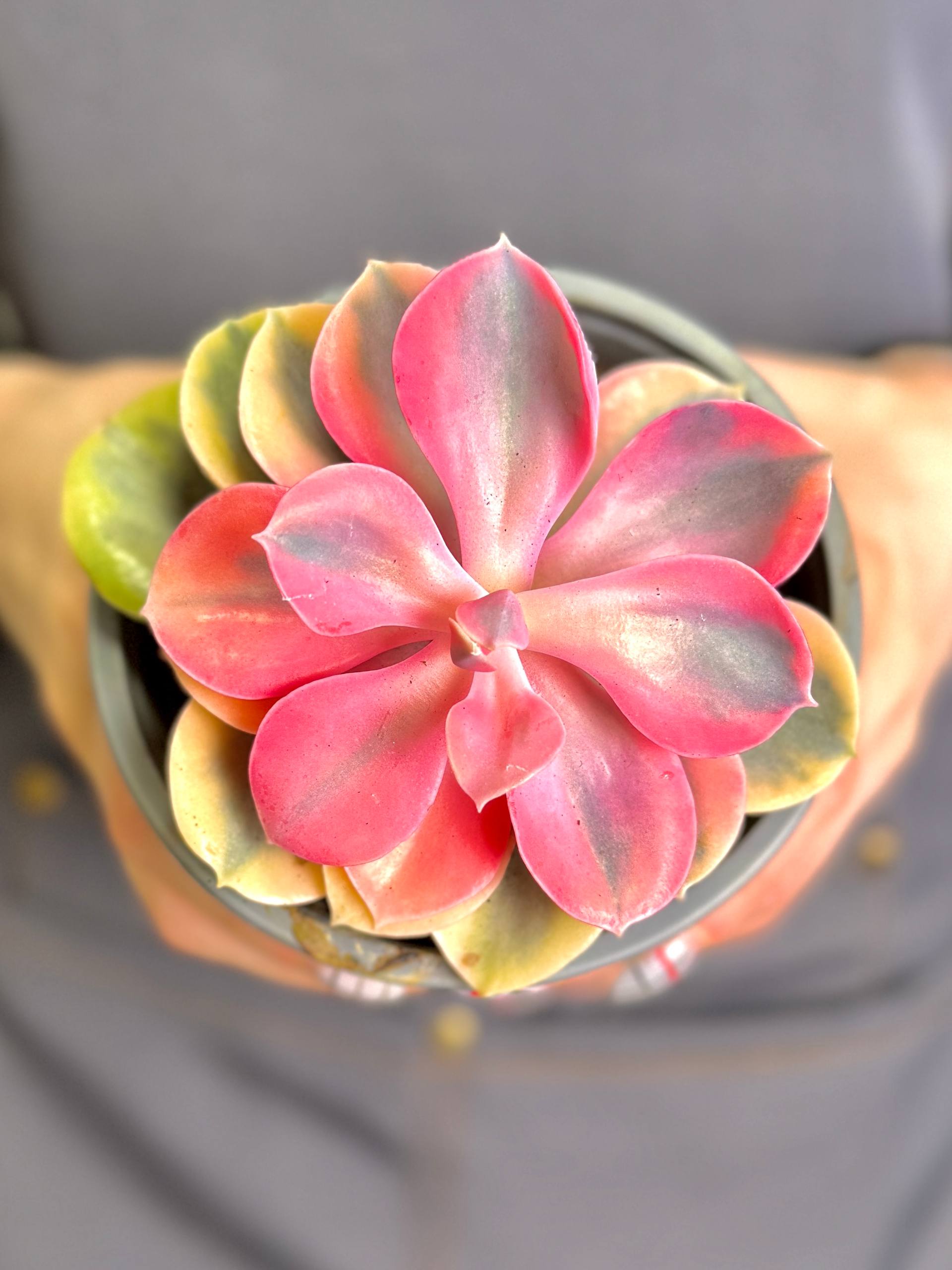 Эхеверия Рейнбоу (Echeveria Rainbow) D10см