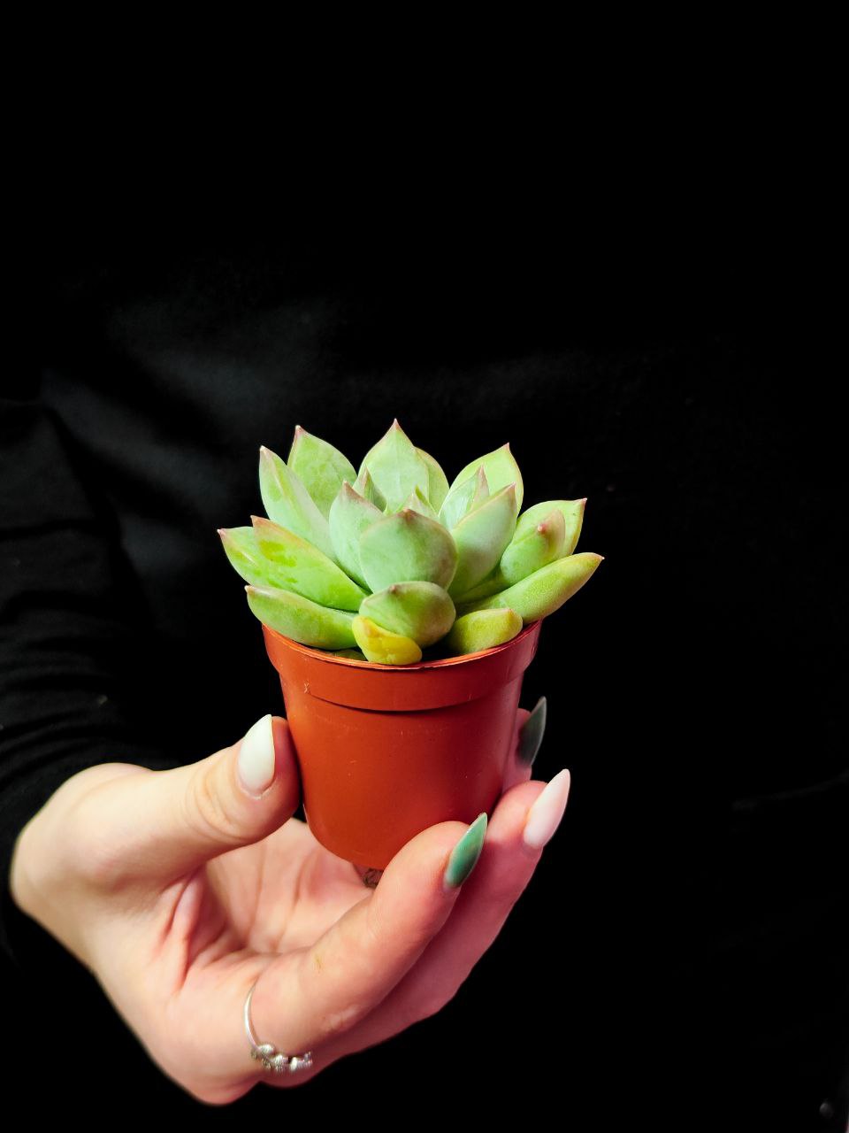 Эхеверия Ригель (Echeveria Riegel) D5см