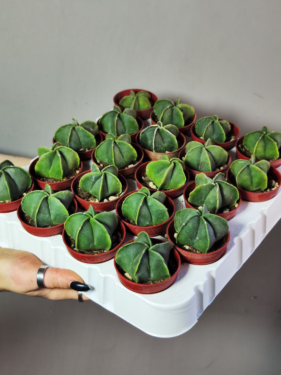 Астрофитум Мириостигма Нудум (Astrophytum Myriostigma var Nudum) D5см
