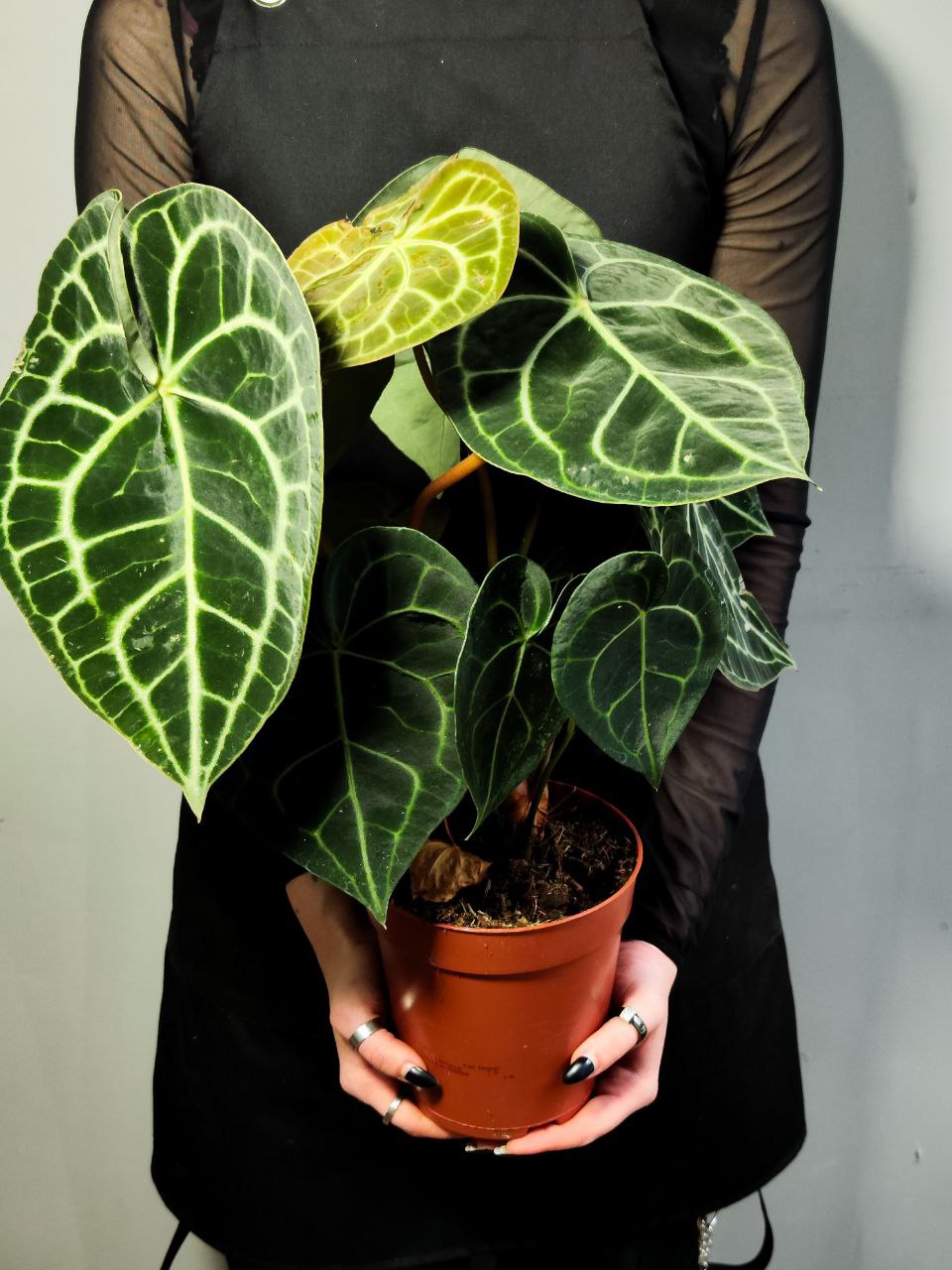 Антуриум Кларинервиум (Anthurium Clarinervium) D12см