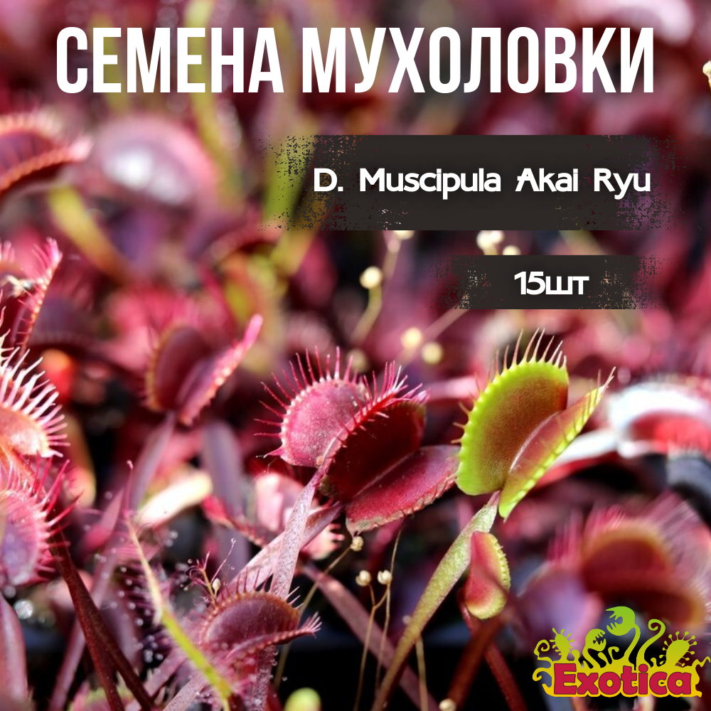 Семена Венериной Мухоловки Красный Дракон (Dionaea Muscipula Akai Ryu), 15 шт