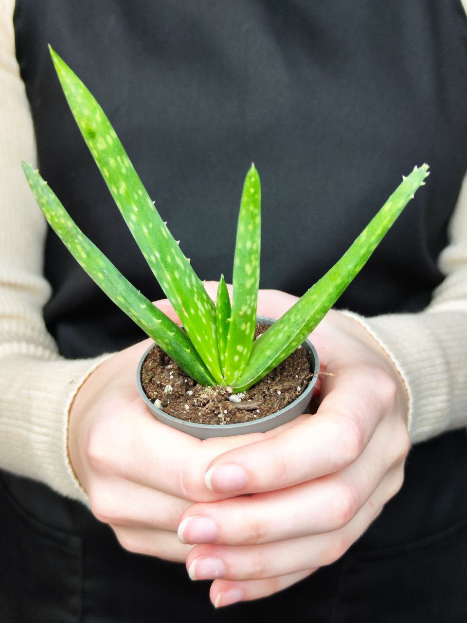 Алоэ Вера (Aloe Vera) D5см