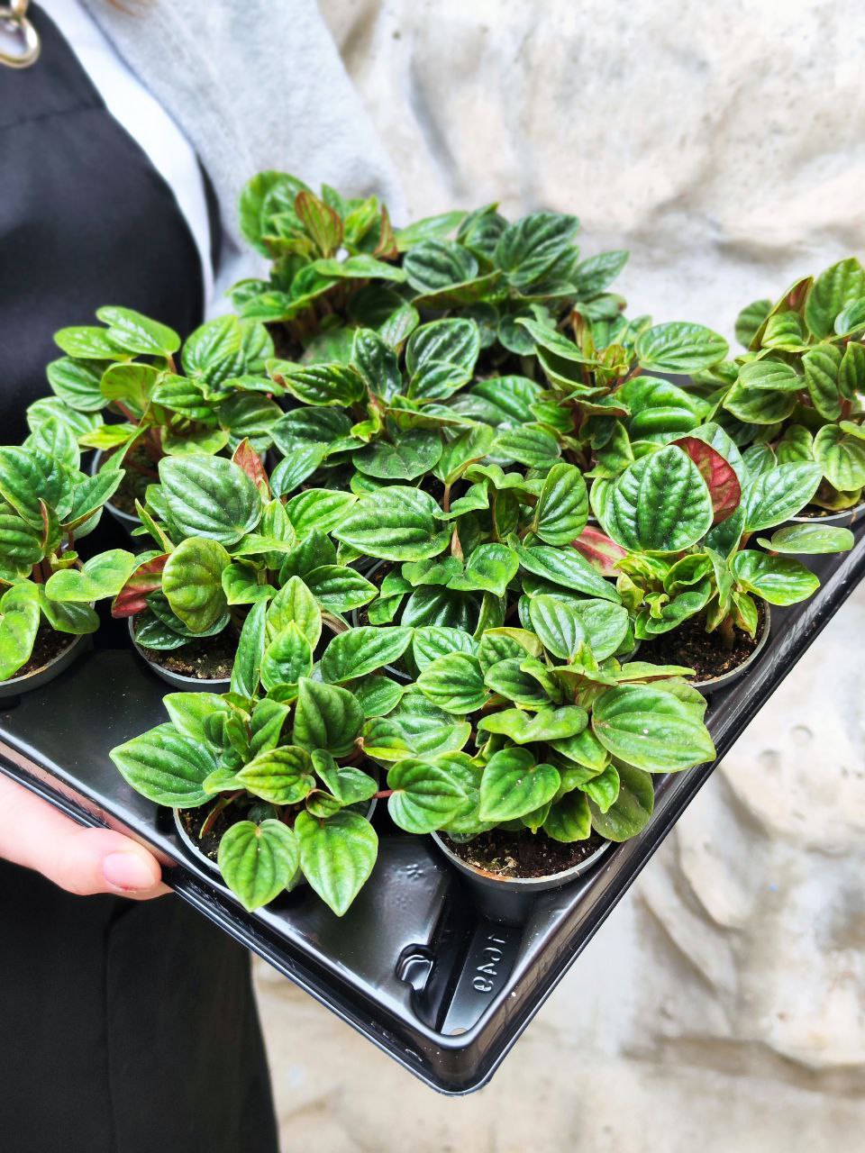 Пеперомия Амазоникас (Peperomia Amazonicas) D5см