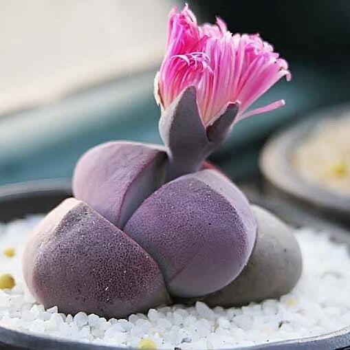 Плейоспилос Неля Рубра (Pleiospilos Nelii Rubra) D8см