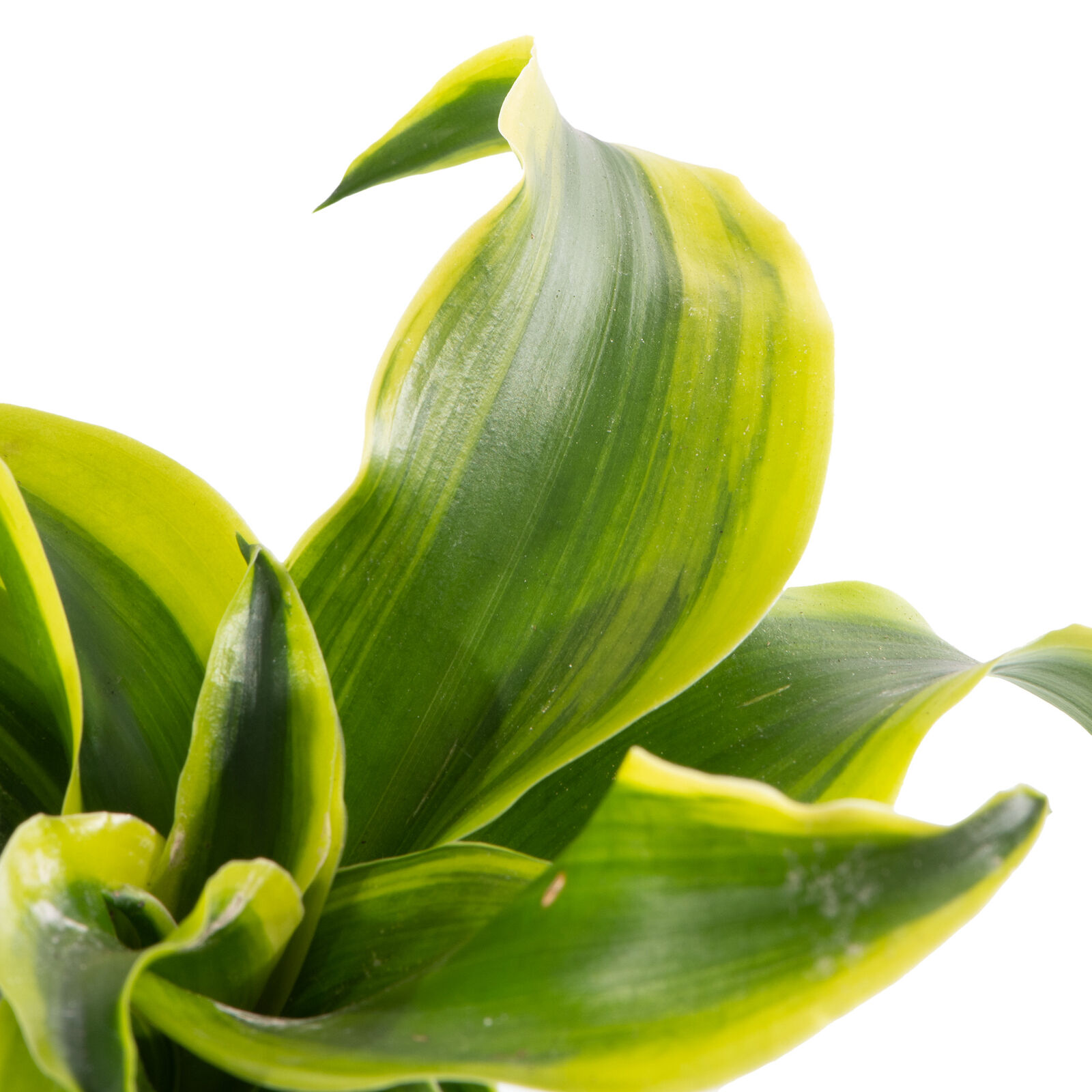 Драцена Твист (Dracaena Fragrans Dragontree Twist) D12см