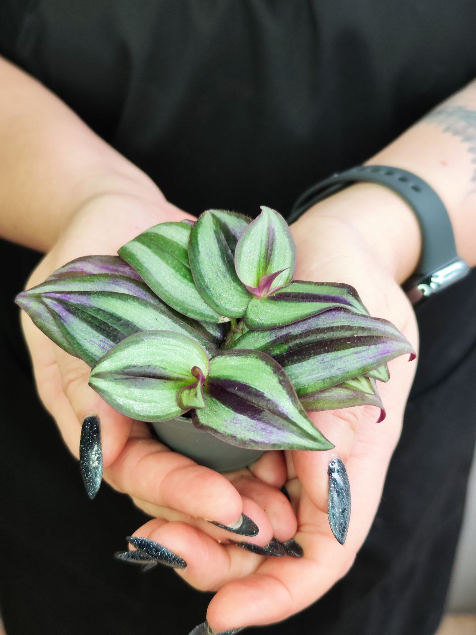 Традесканция Пинк Джой Зебрина (Tradescantia Pink Joy Zebrina)  D6см