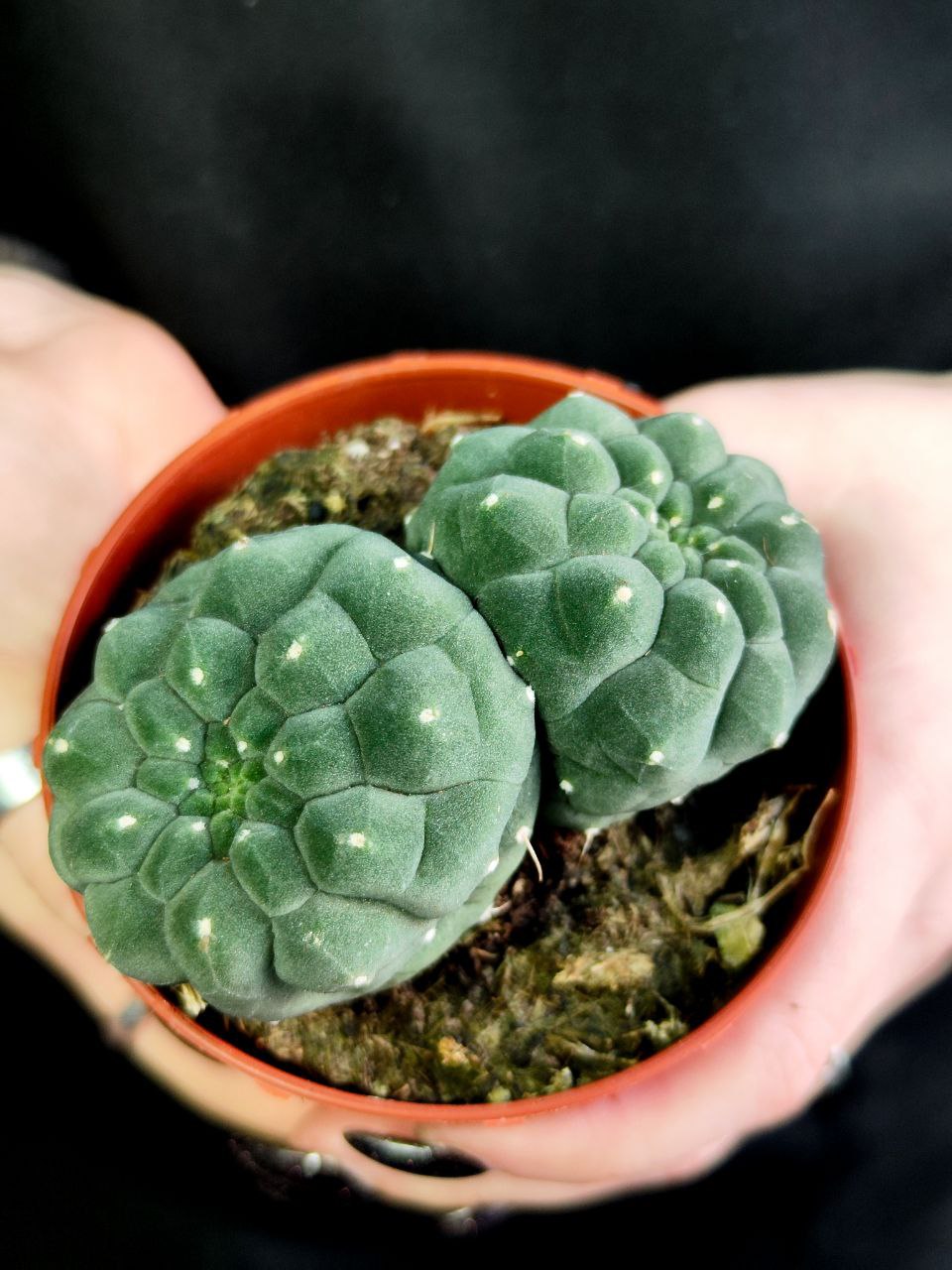 Кактус Матукана Мадисониорум (Matucana Madisoniorum) D8,5см