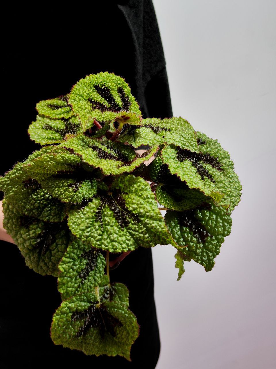 Бегония Мэсона (Begonia Masoniana) D12см