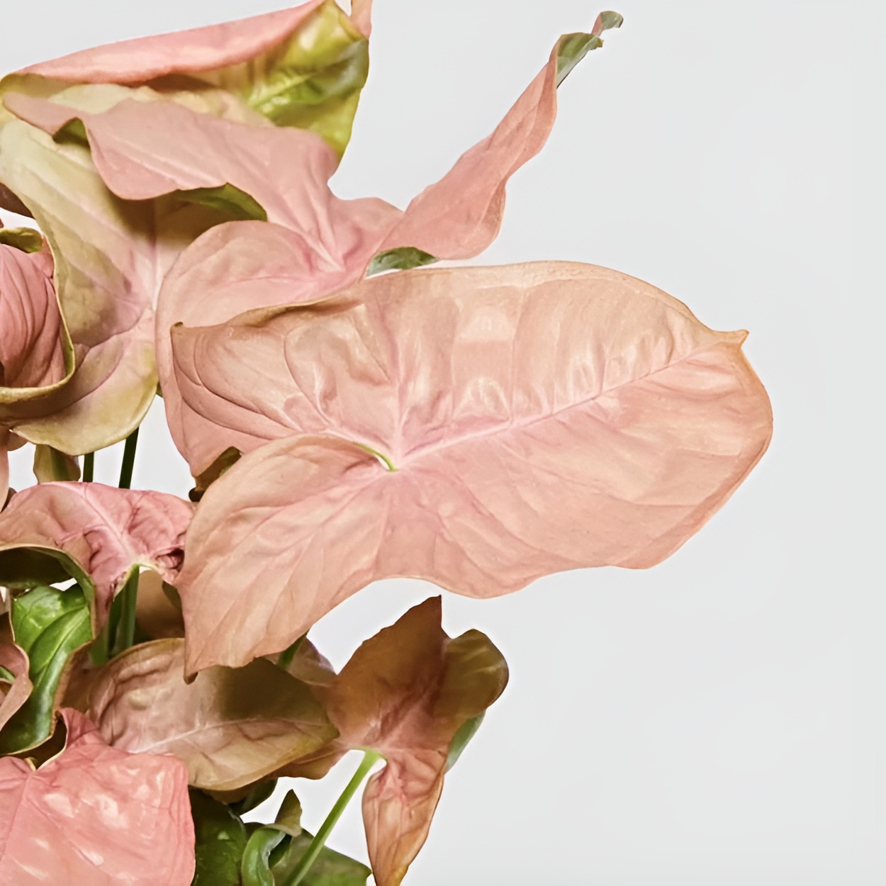 Сингониум Неон Робуста (Syngonium Neon Pobusta) D7см