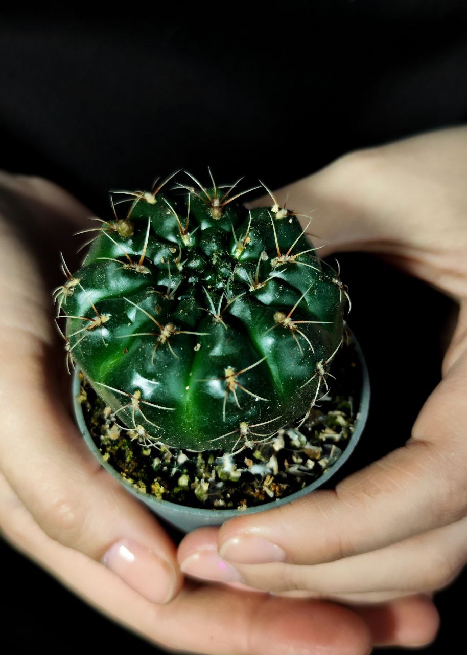 Гимнокалициум Балдианум (Gymnocalycium Baldnum) D5см