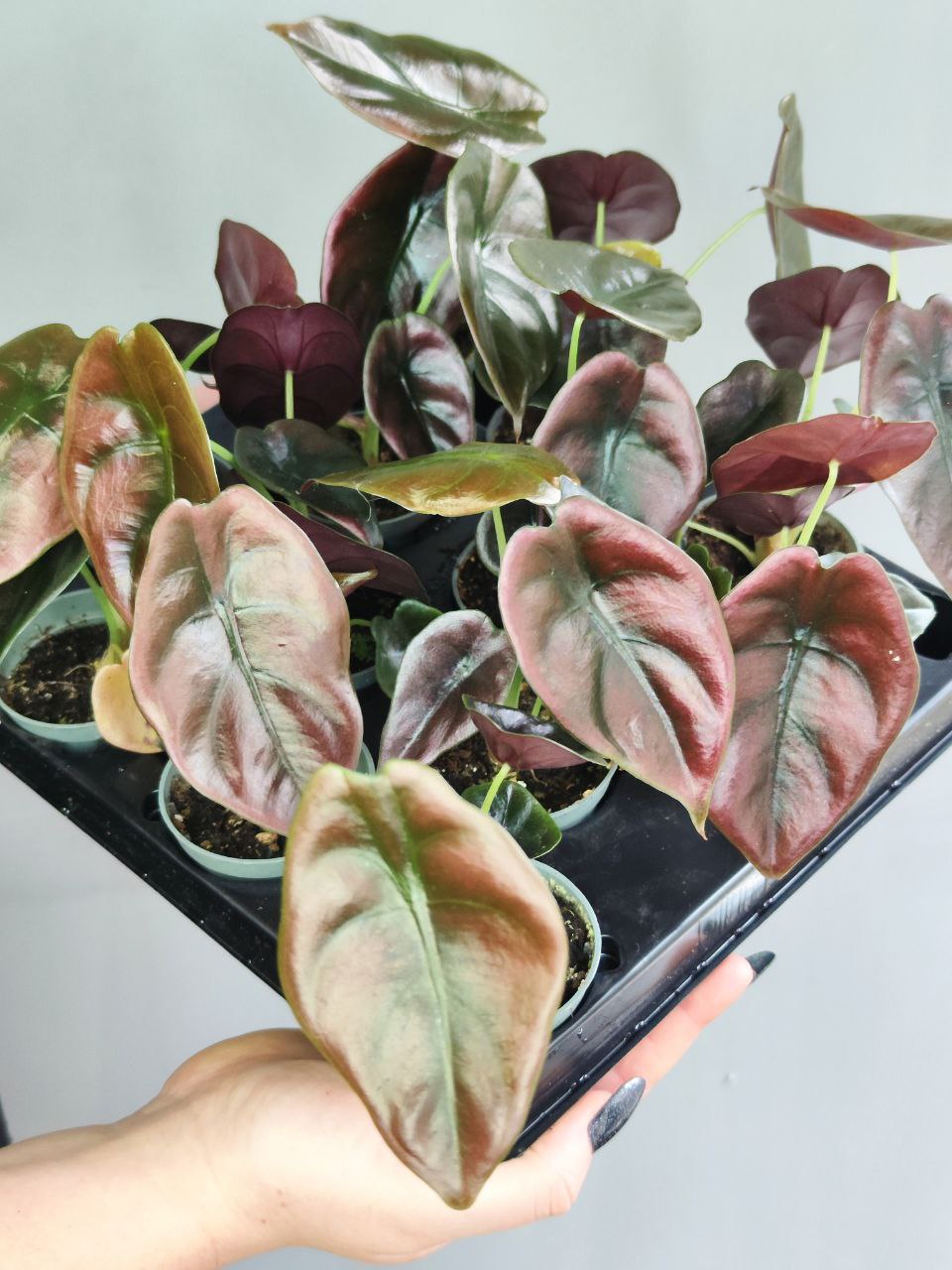 Алоказия Купера Ред Секрет, Купрея (Alocasia Cupera Red Secret) D6см