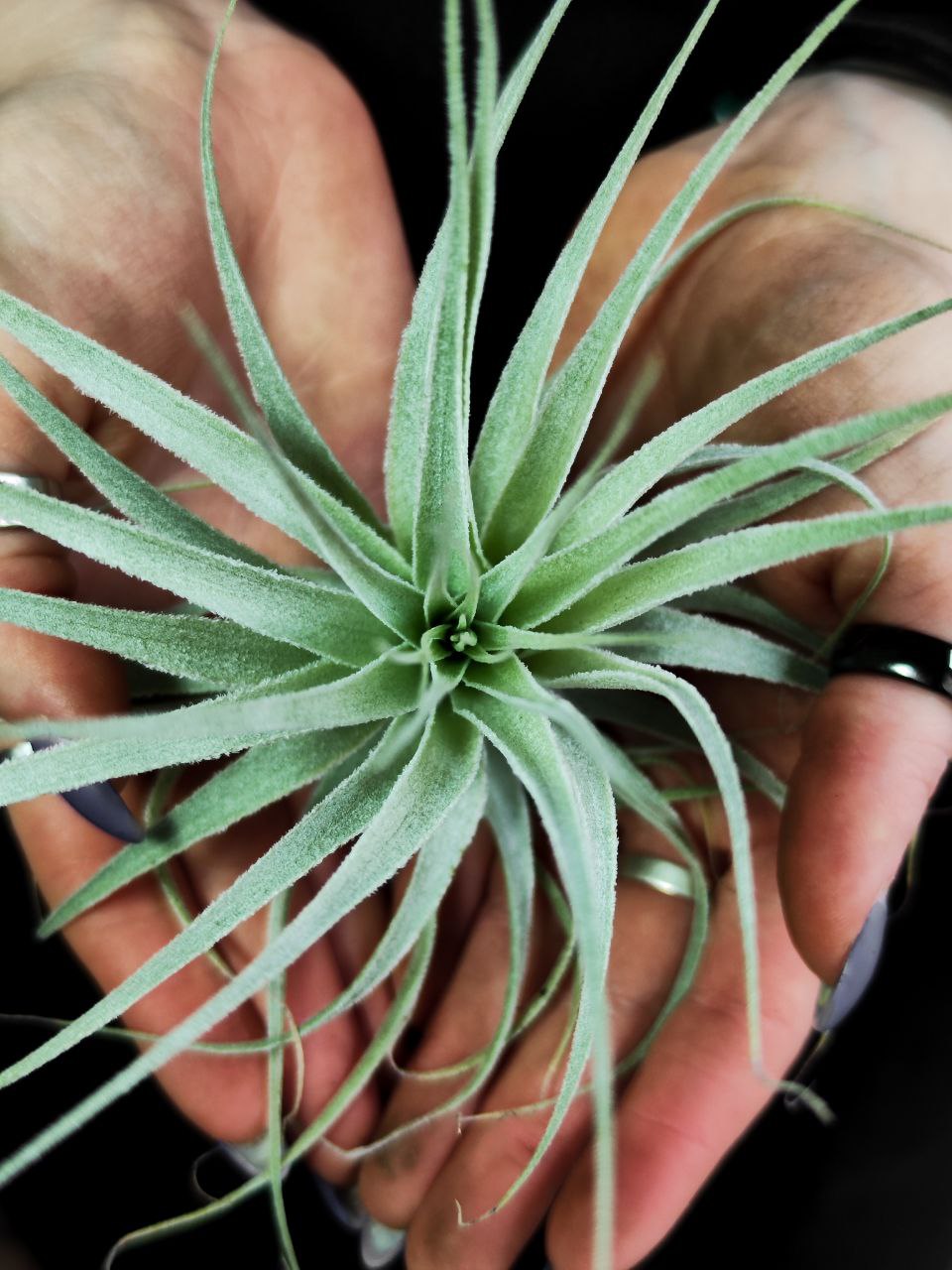Тилландсия Гарденера (Tillandsia Gardneri)