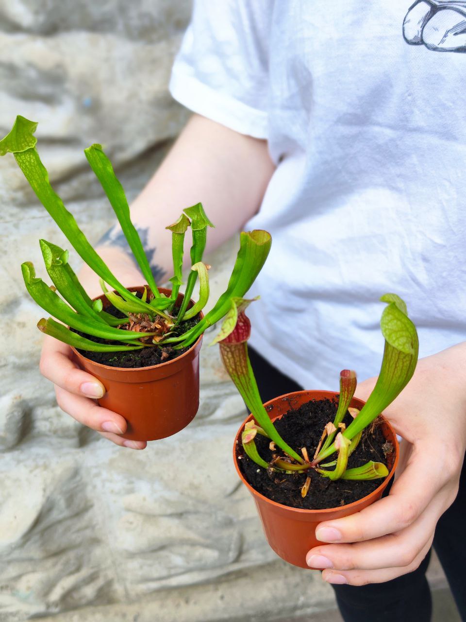 Саррацения микс уцен. (Sarracenia mix) D9см