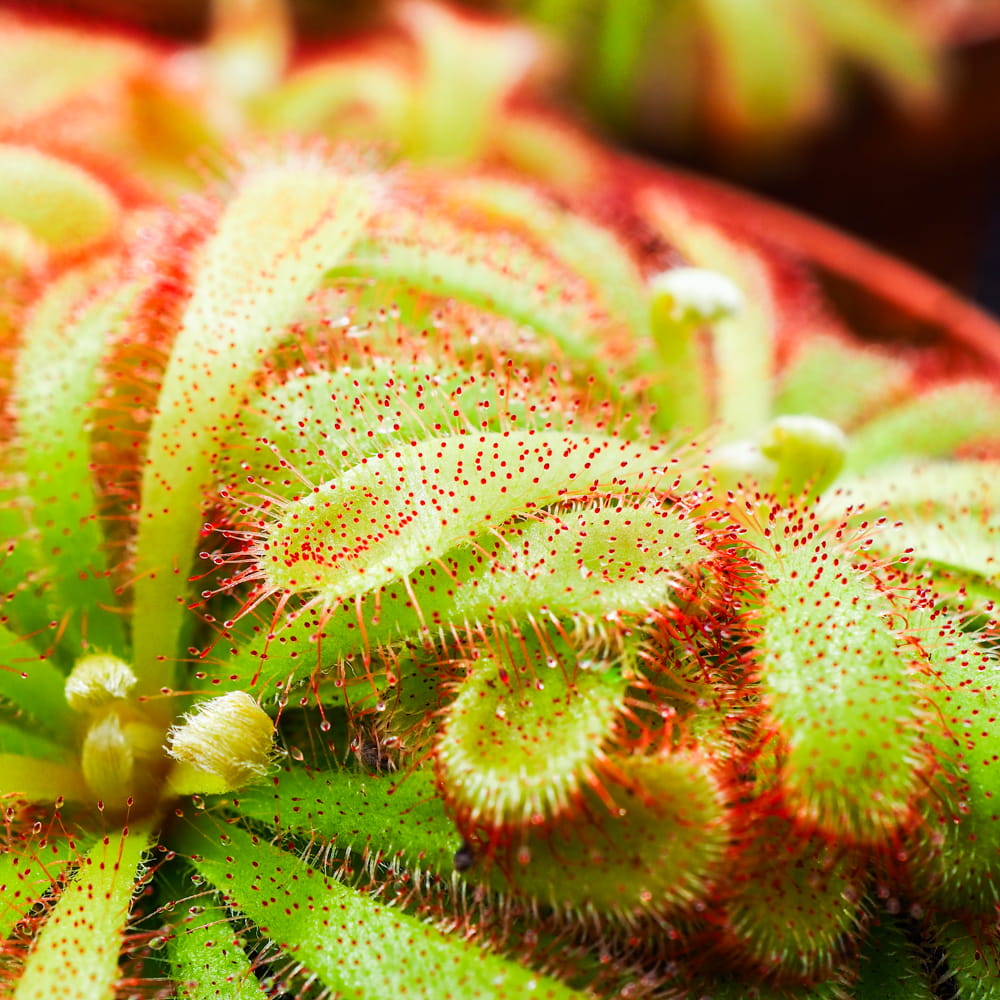 Росянка Алисия (Drosera Aliciae) D9см