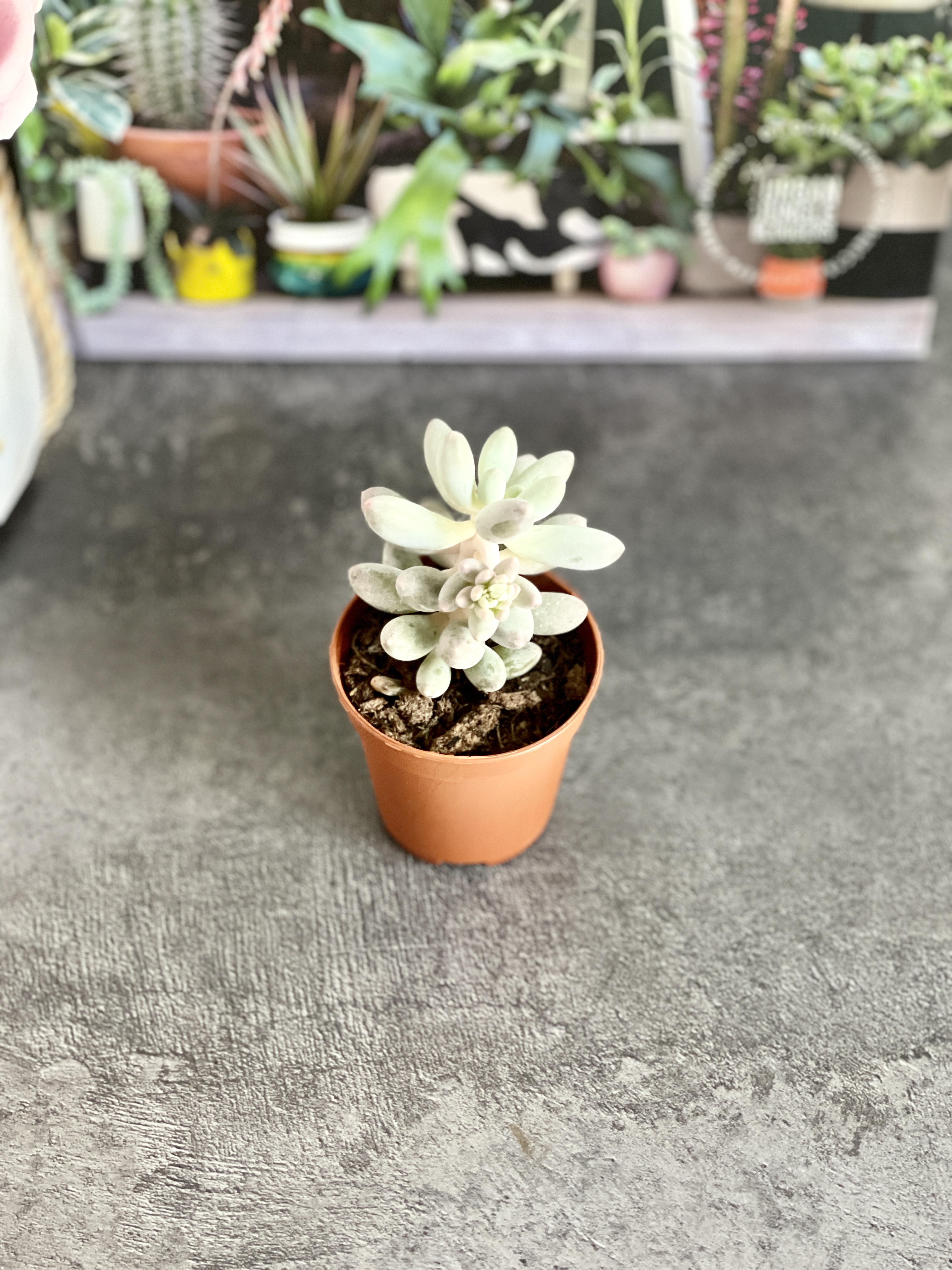 Пахифитум Мачуковый (Pachyphytum Machucae) D5см