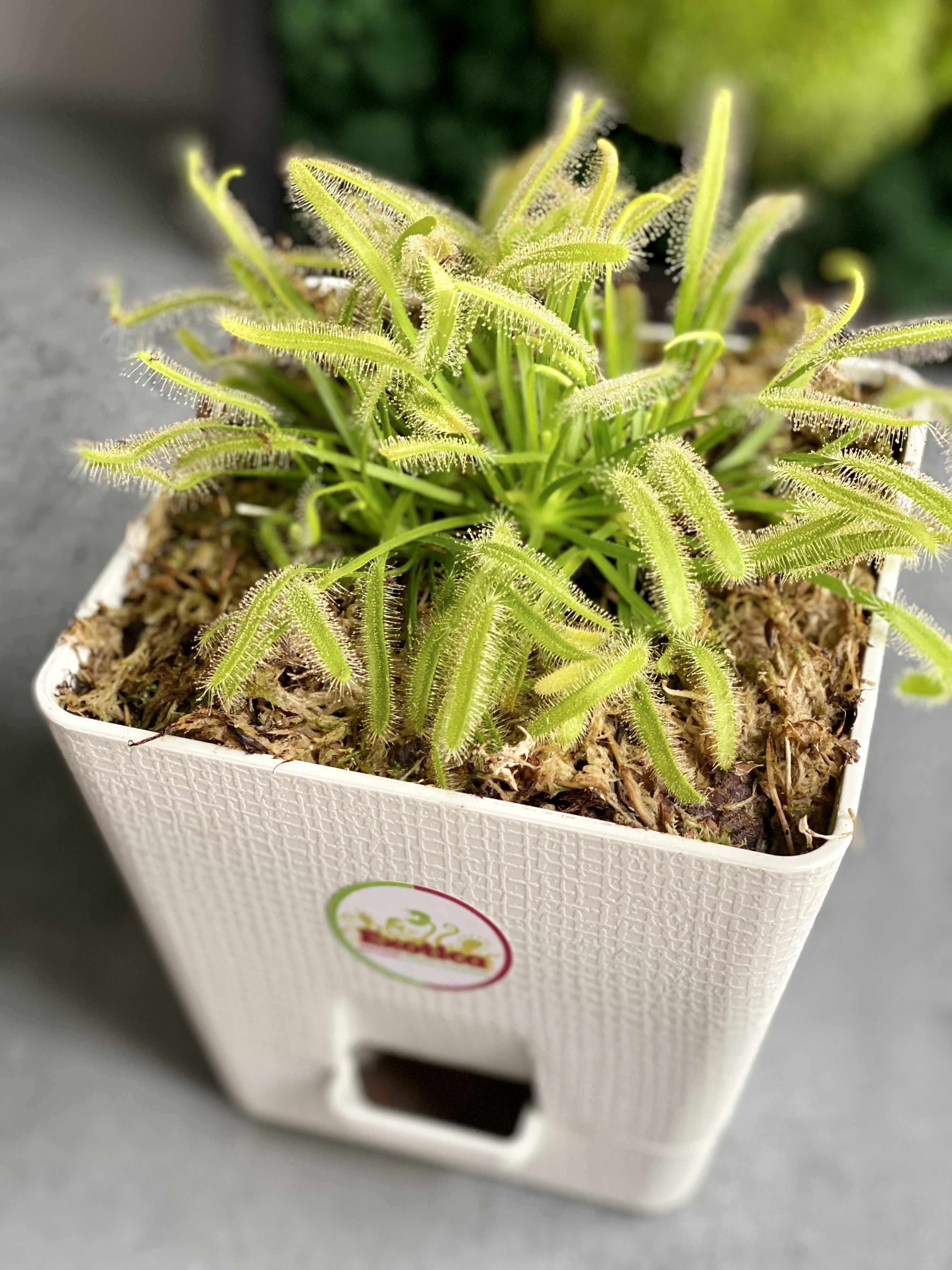 Росянка Альба (Drosera alba) пересаженная D12см