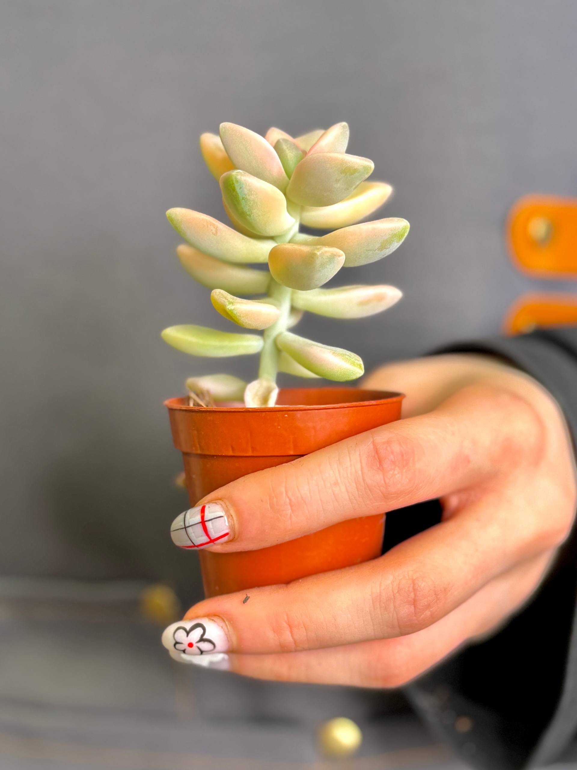 Граптоверия Титубанс Вариегата (Graptoveria Titubans Variegata) D5см