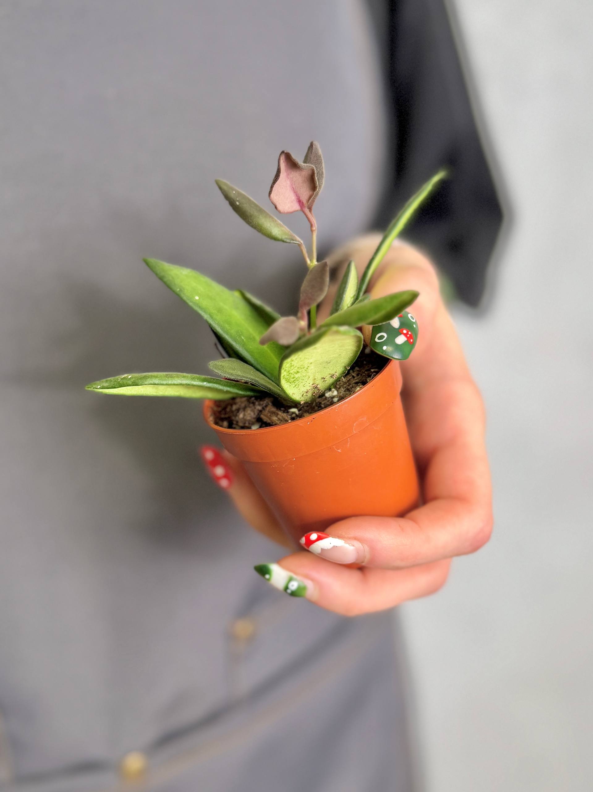 Хойя Розита Ред Марун (Hoya Rosita Red Maroon) D6см