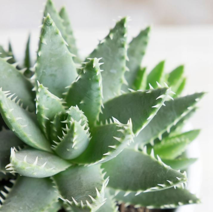 Алоэ коротколистное, или Алоэ Бревиофолия (Aloe Brevifolia) D5см