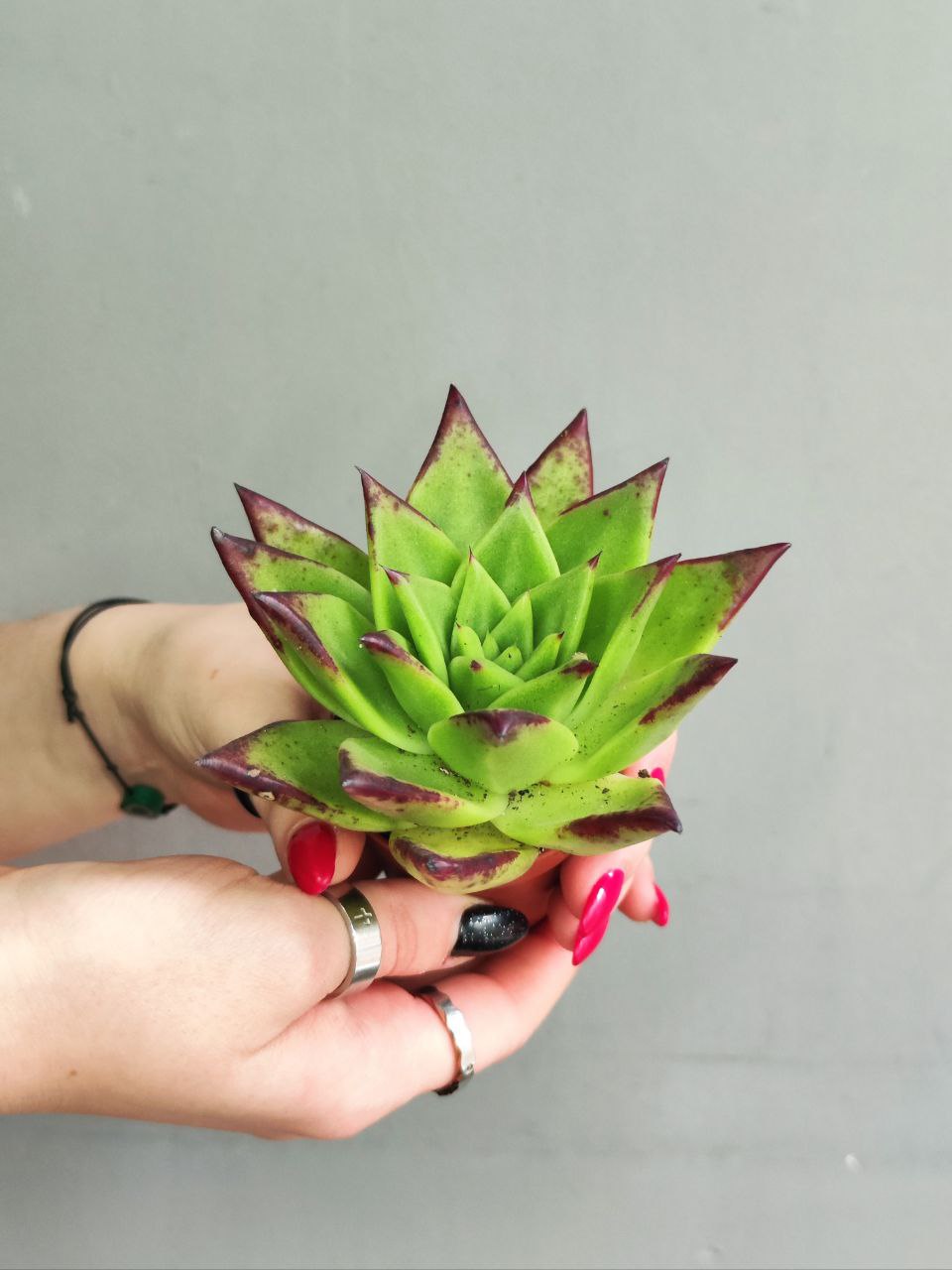 Эхеверия «Агавовидес Эбони Грин» (Echeveria Agavoides Ebony Green) D5см