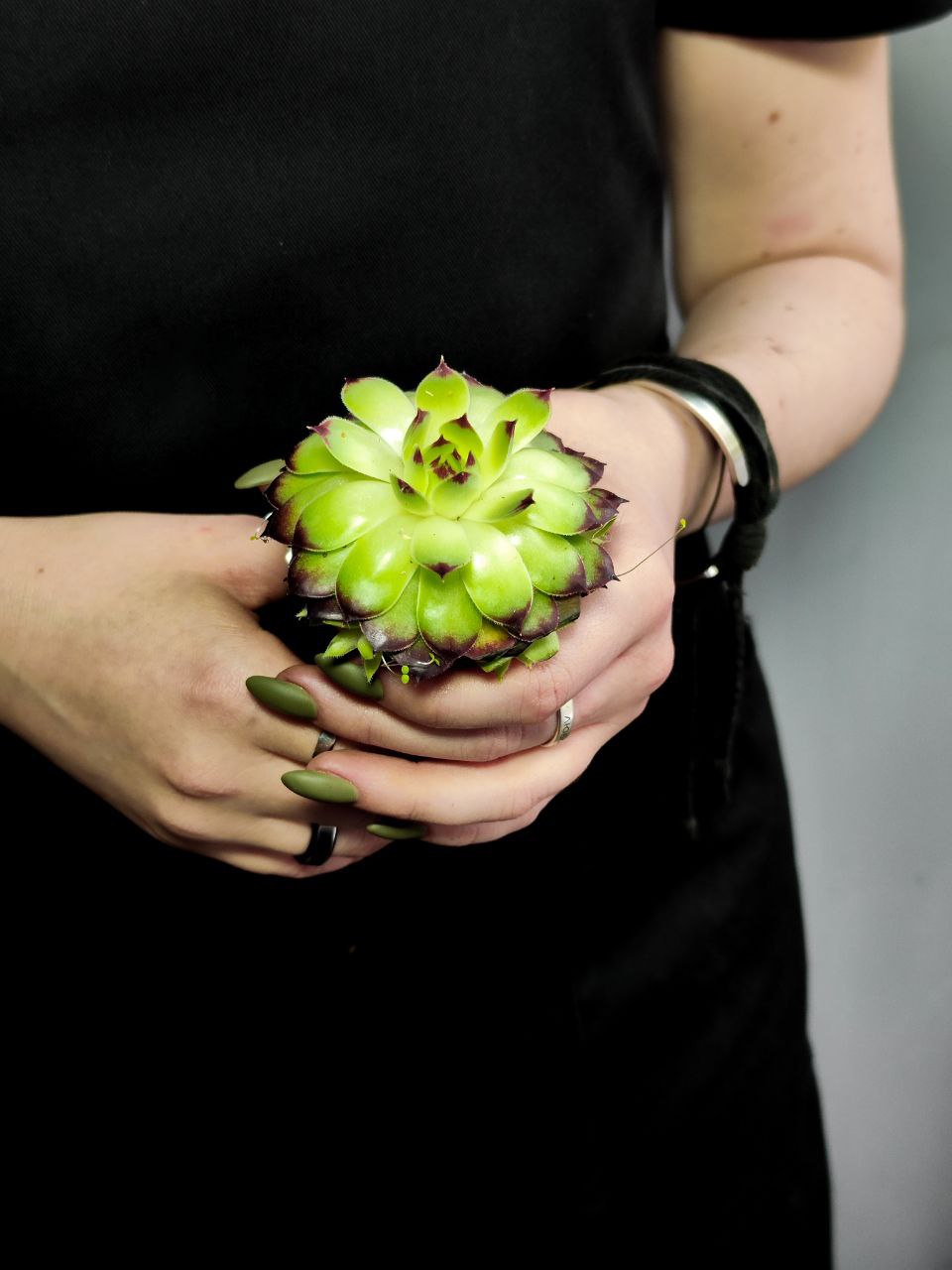 Молодило Кровельное (Sempervivum Tectorum) D5см