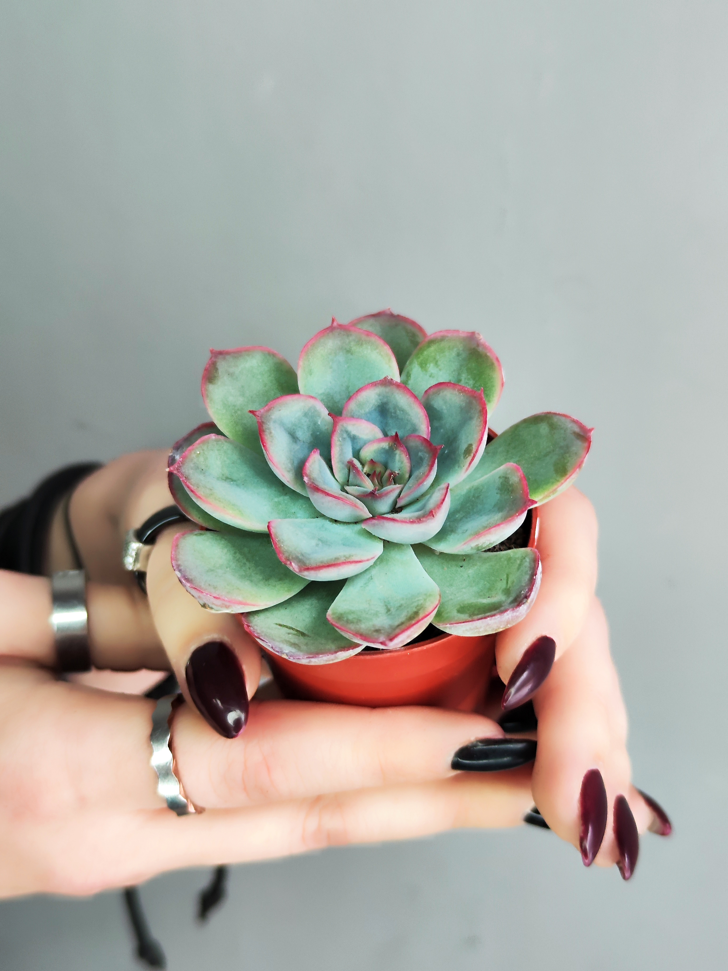 Эхеверия Мистери (Echeveria Mystery) D5см