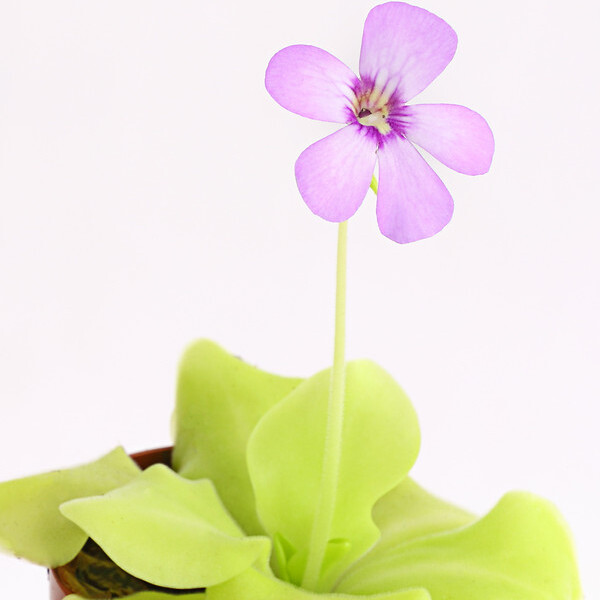 Жирянка Тина (Pinguicula Tina) D9см