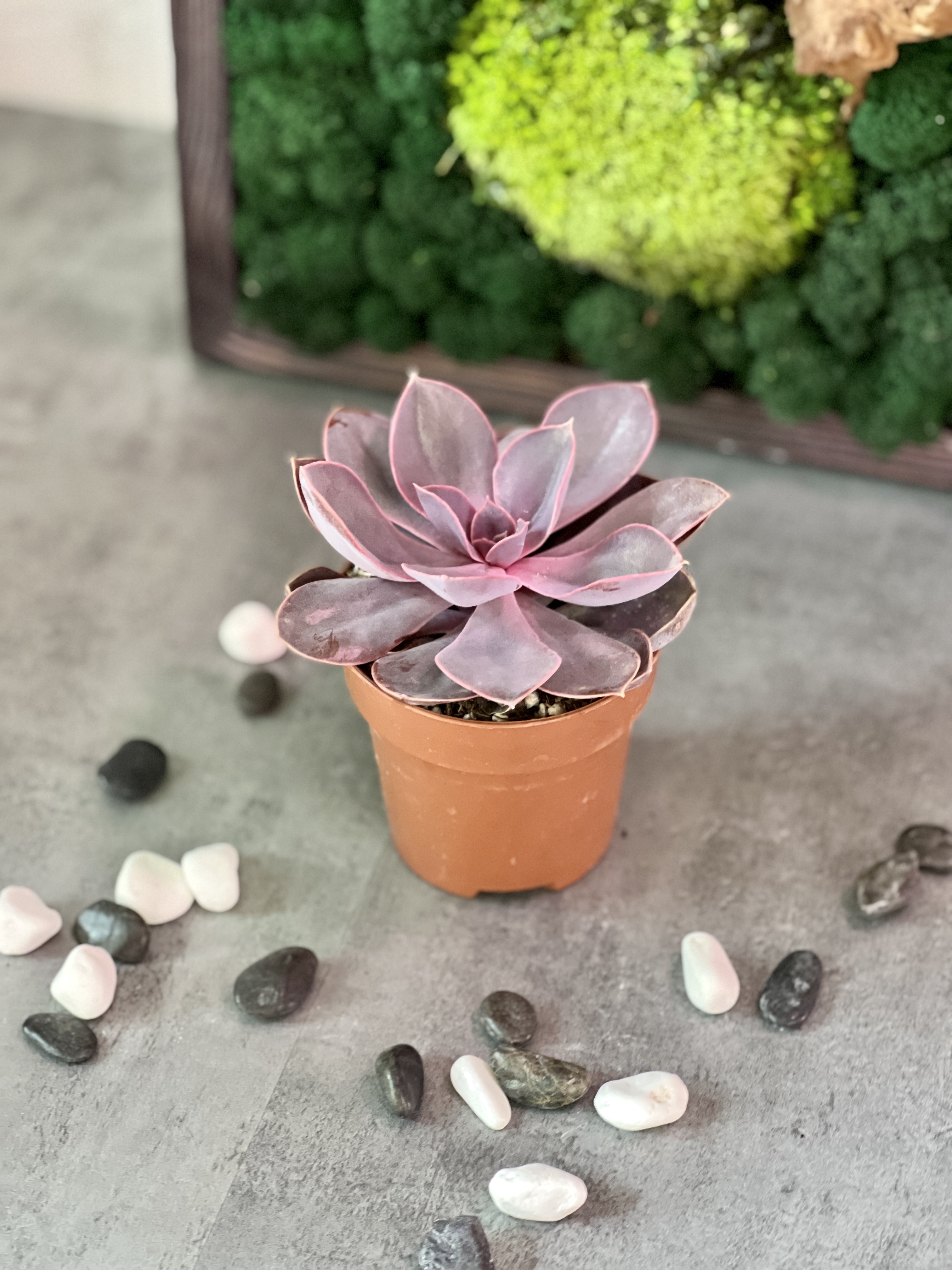 Эхеверия Ред Скай (Echeveria Red Sky) D8см