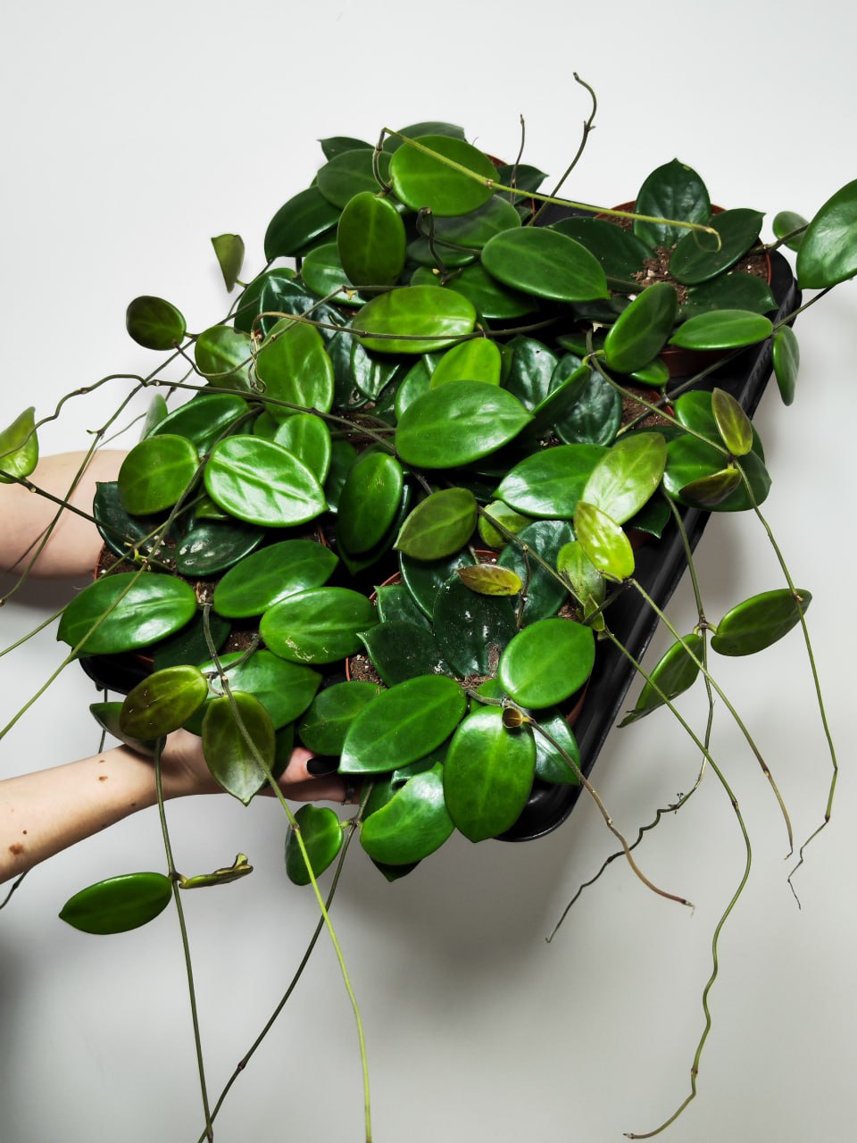 Хойя Вангвингенсис (Hoya Vangviengiensis) D10см