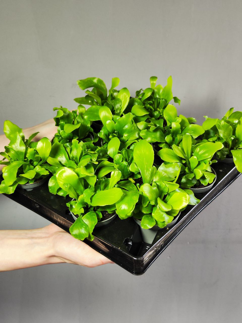 Папоротник Асплениум Нидус (Asplenium Nidus) D6см