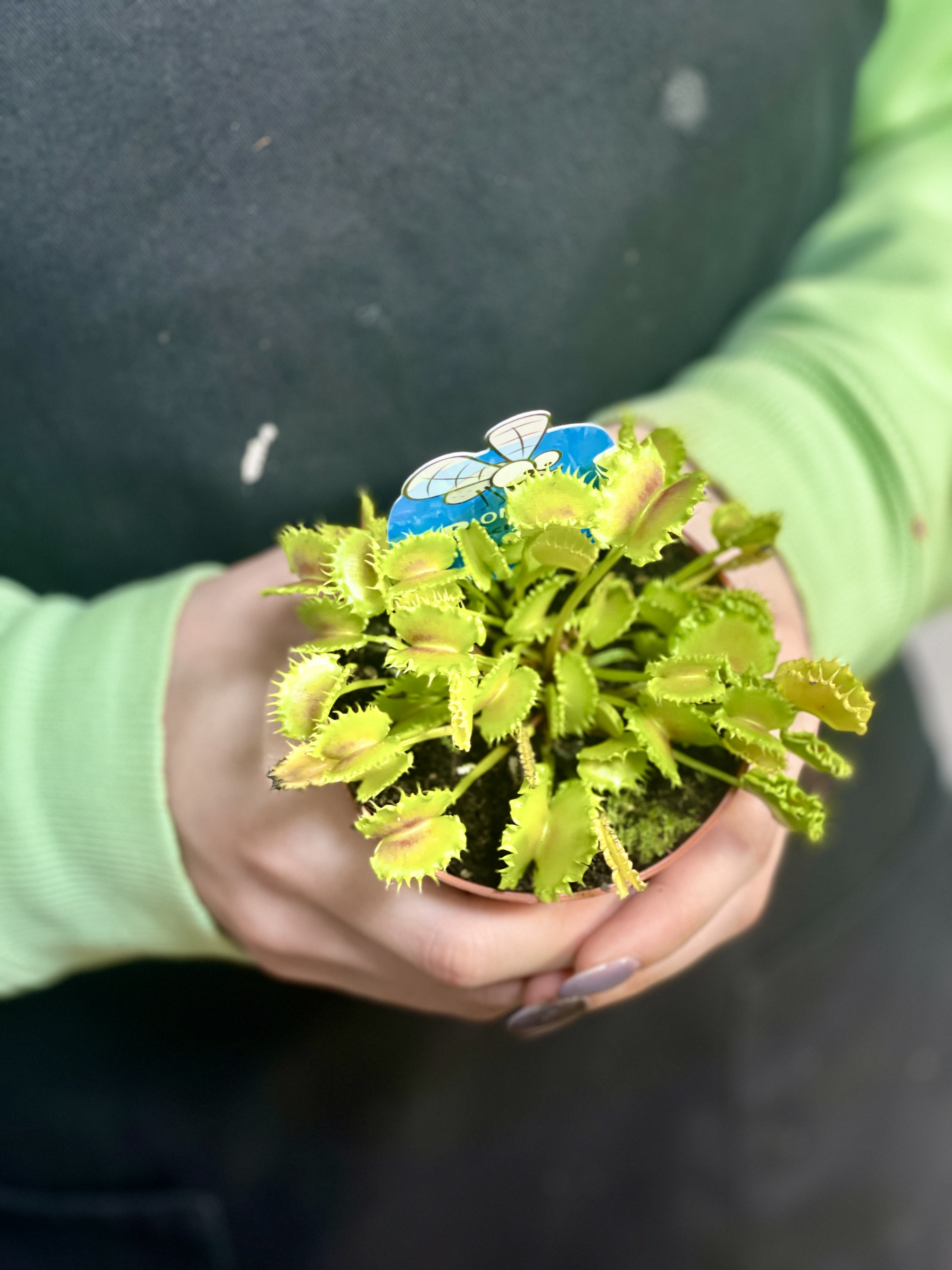 Венерина Мухоловка Зип (Dionaea Muscipula Zipp) D9см