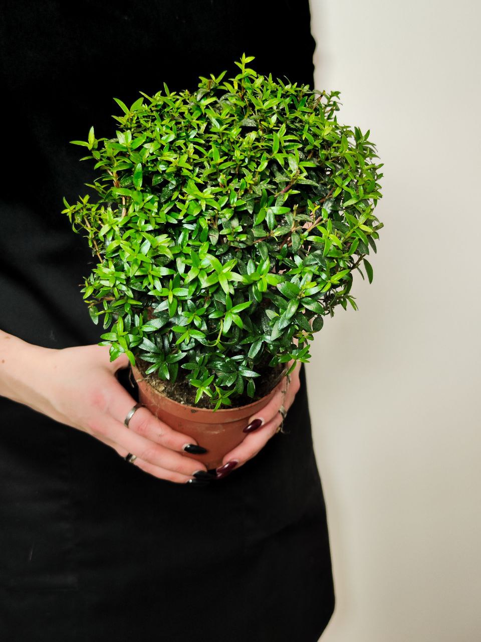 Мирт Комнатный (Myrtus Communis On Stem) D12см