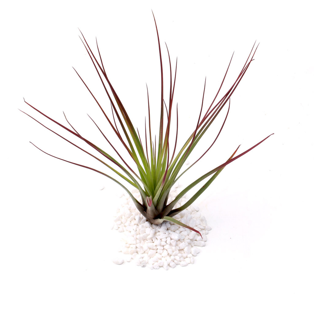 Тилландсия Меланократер Ред (Tillandsia Melanocrater Red)