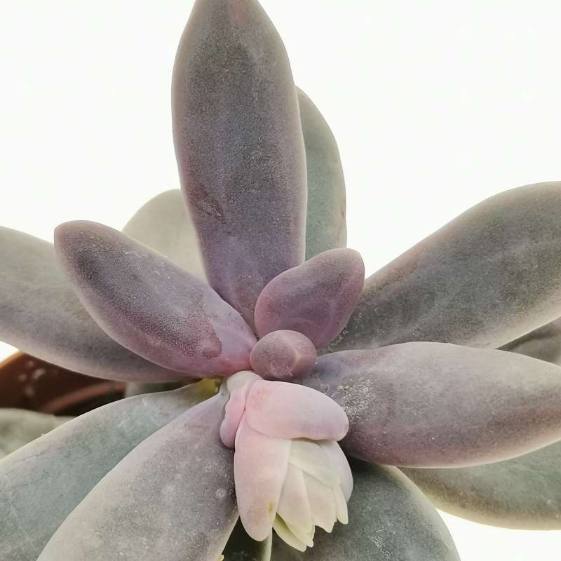 Пахифитум Яйценосный Капитан Джессоп (Pachyphytum Oviferum Captain Jessop) D5см