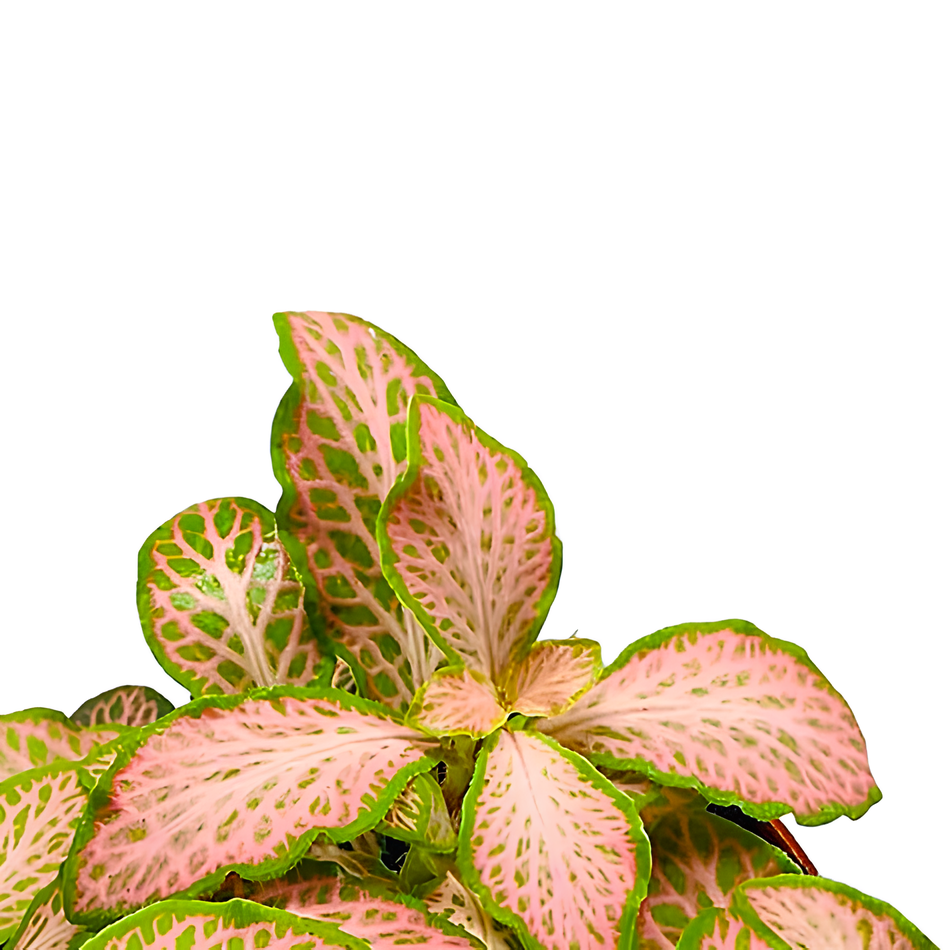 Фиттония Руби Лайм  (Fittonia Sallmon Ruby Lime) D8,5см