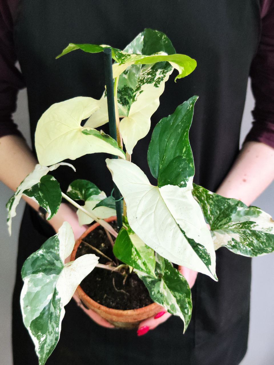 Сингониум Альба Вариегатная (Syngonium Varigata Albo) D12см