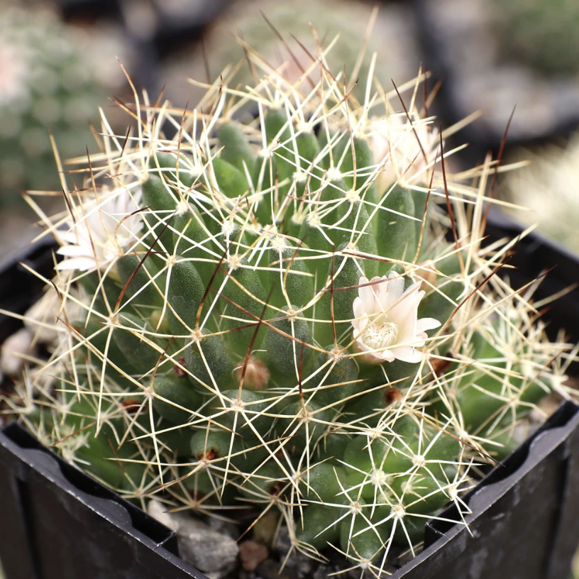 Маммиллярия Камптоприха (Mammillaria Camptotricha) D5см